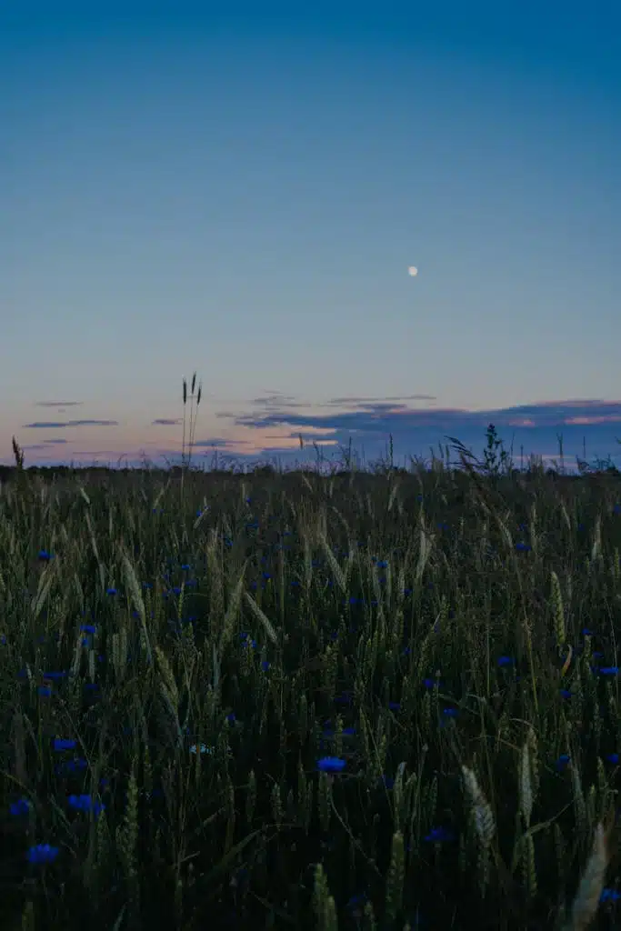 Blue Cornflowers and Brown Wheat Plants