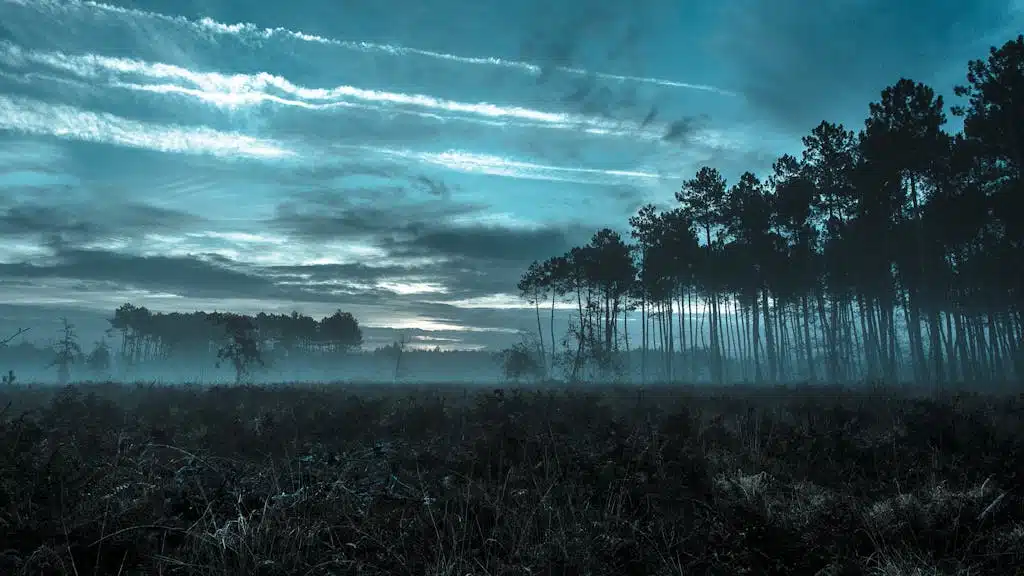 Silhouette of Forest With Fogs