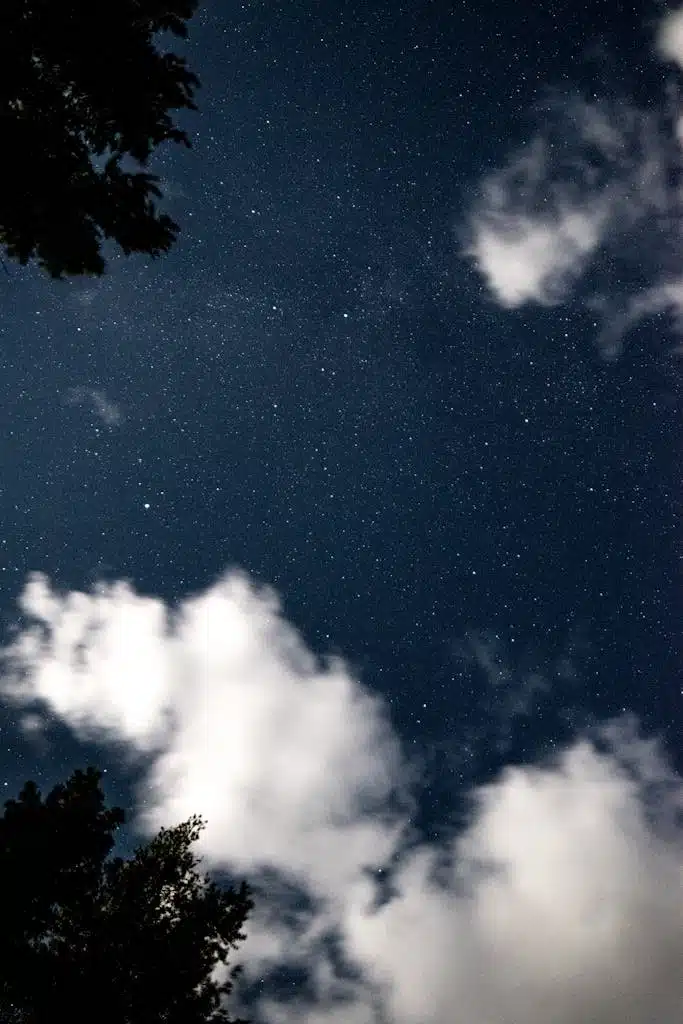 Starry night sky above trees silhouettes