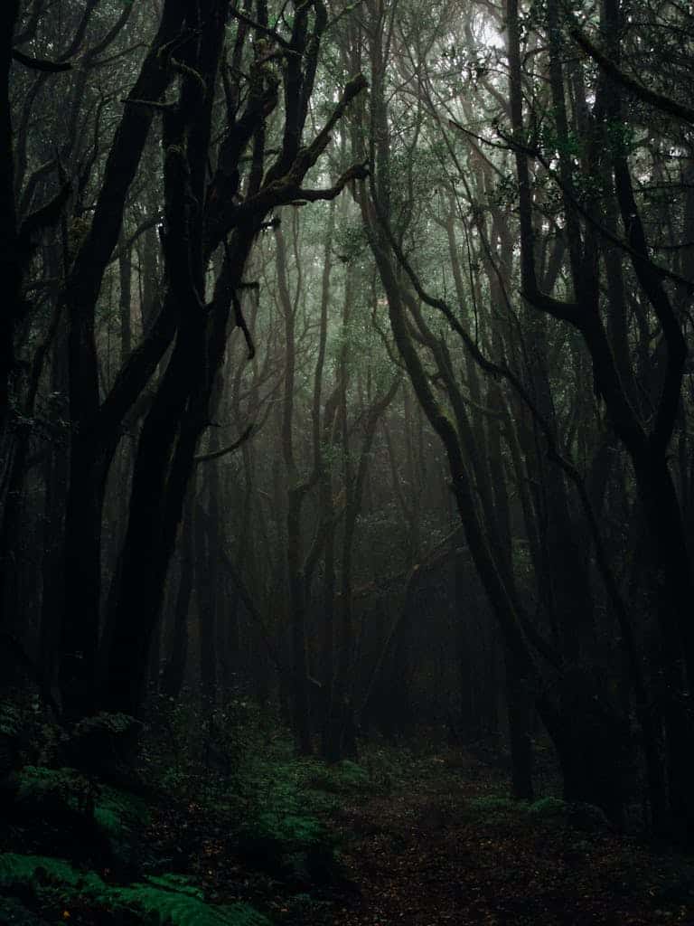 Trees on a Dark Forest