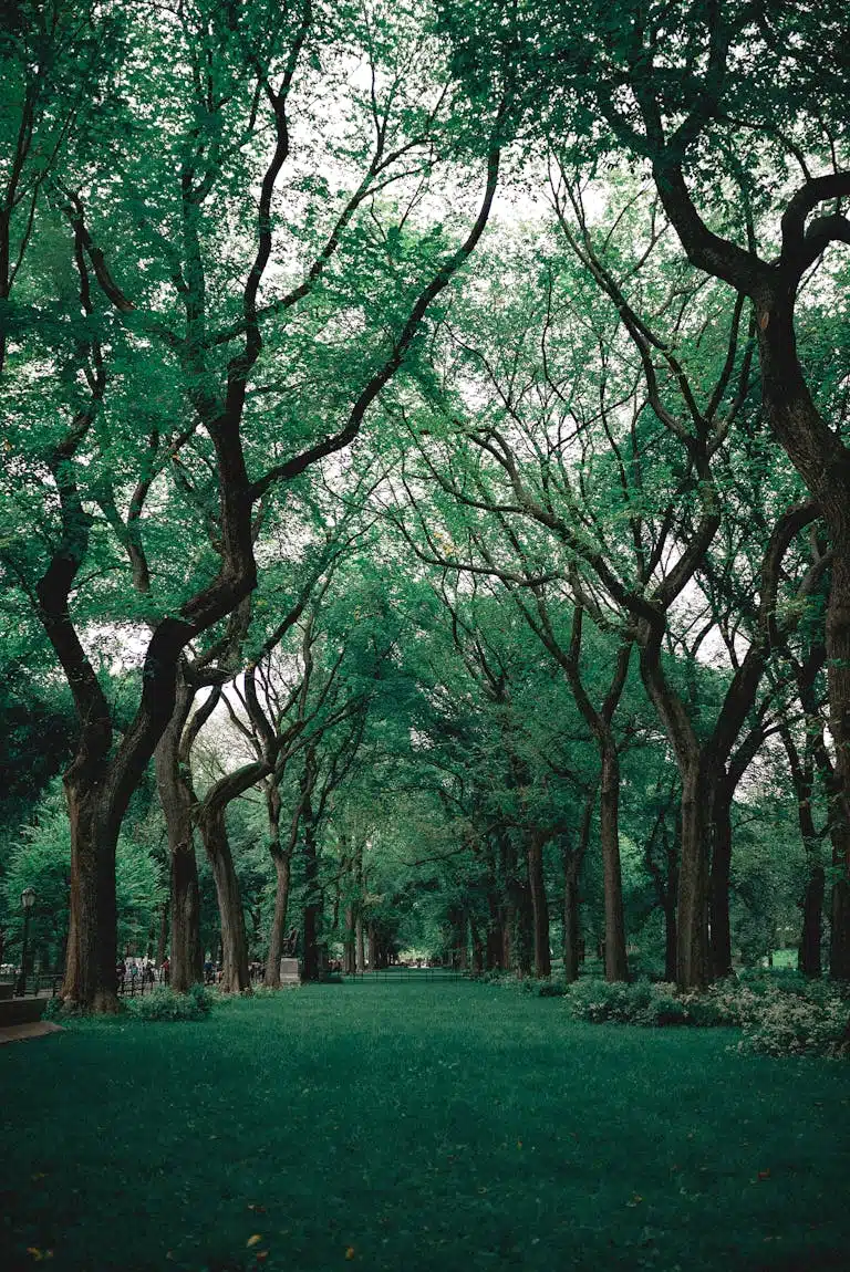 Green Grass Near Trees