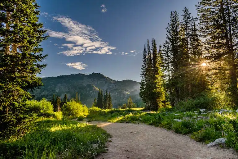 Green Pine Trees Near Mountains Under Blue Sky